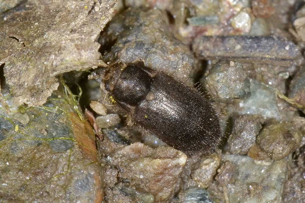 Dryopidae di palude? - Dryops sp.